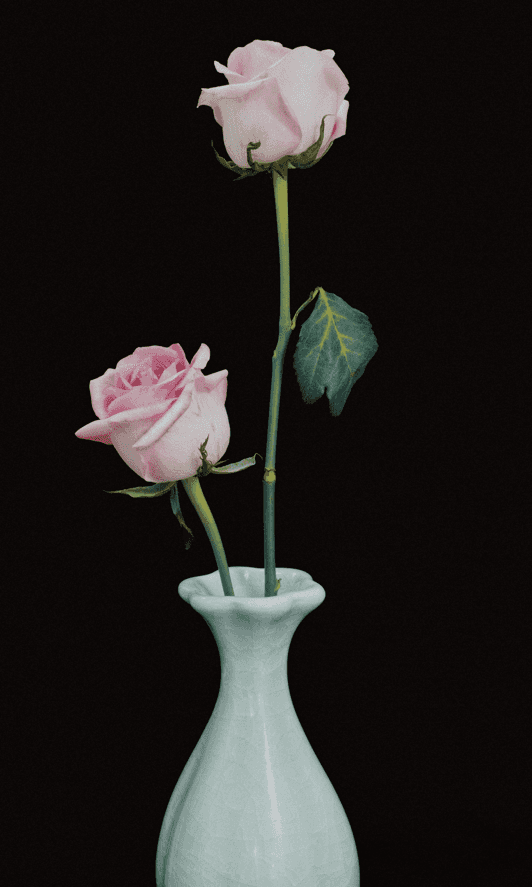 cut rose